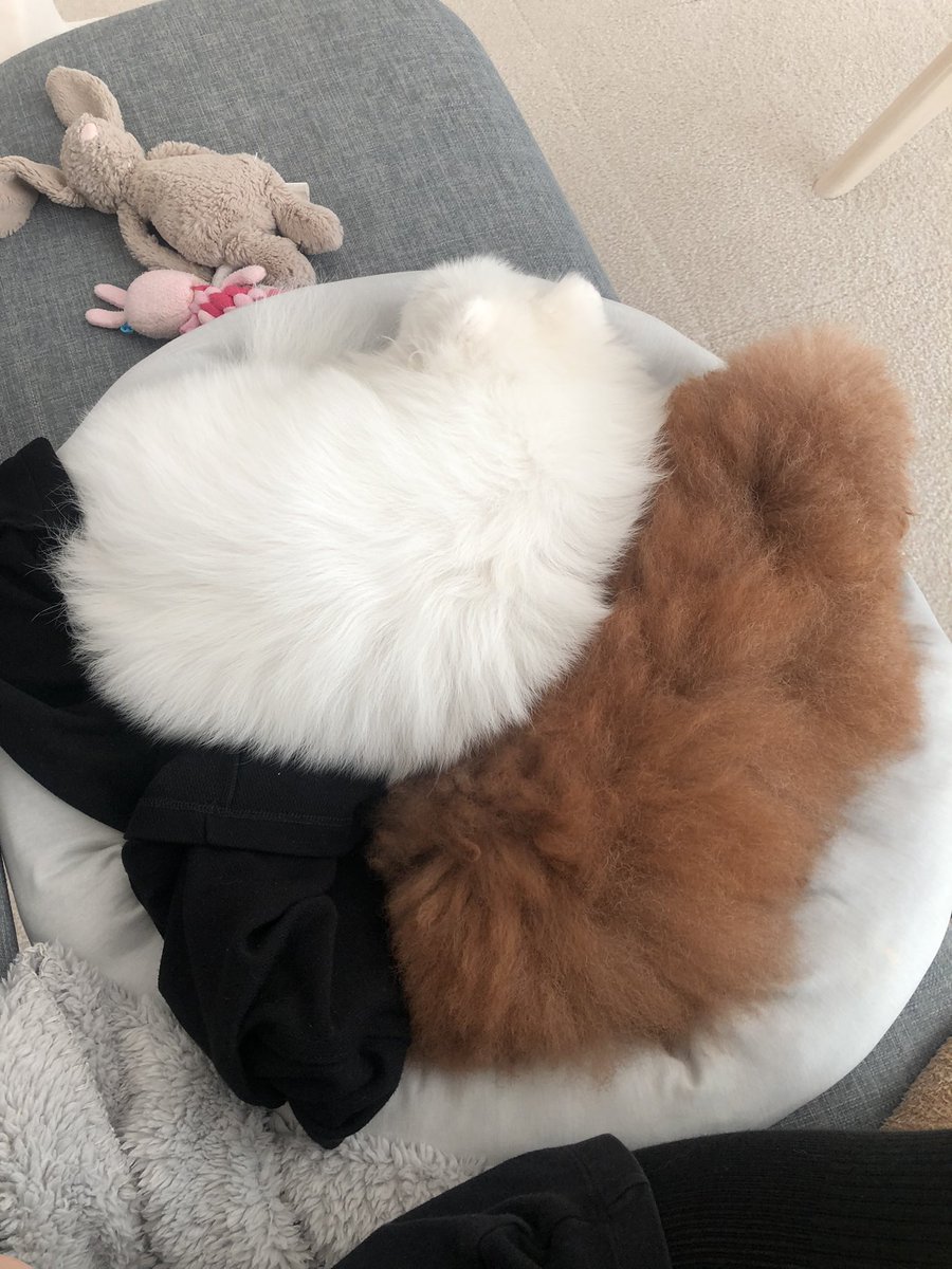 pyonsukeponta's tweet photo. ただ今、昼寝してます🫡#ポメラニアン　#プードル　#いぬ #可愛い
#わんこ　#何これ https://t.co/vRMOMFy9u6