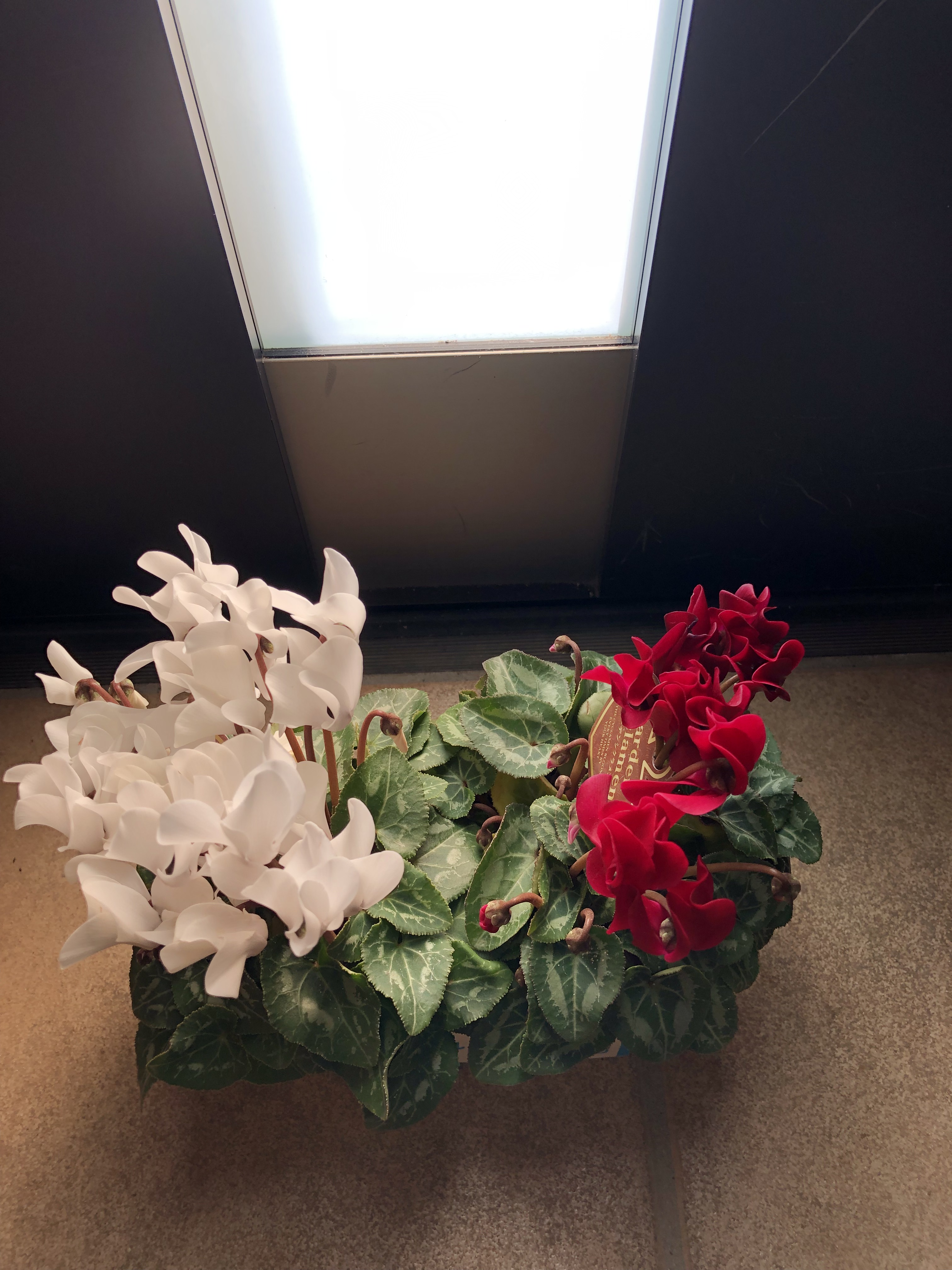 大和化成工業株式会社 (daiwarabin) / Twitter