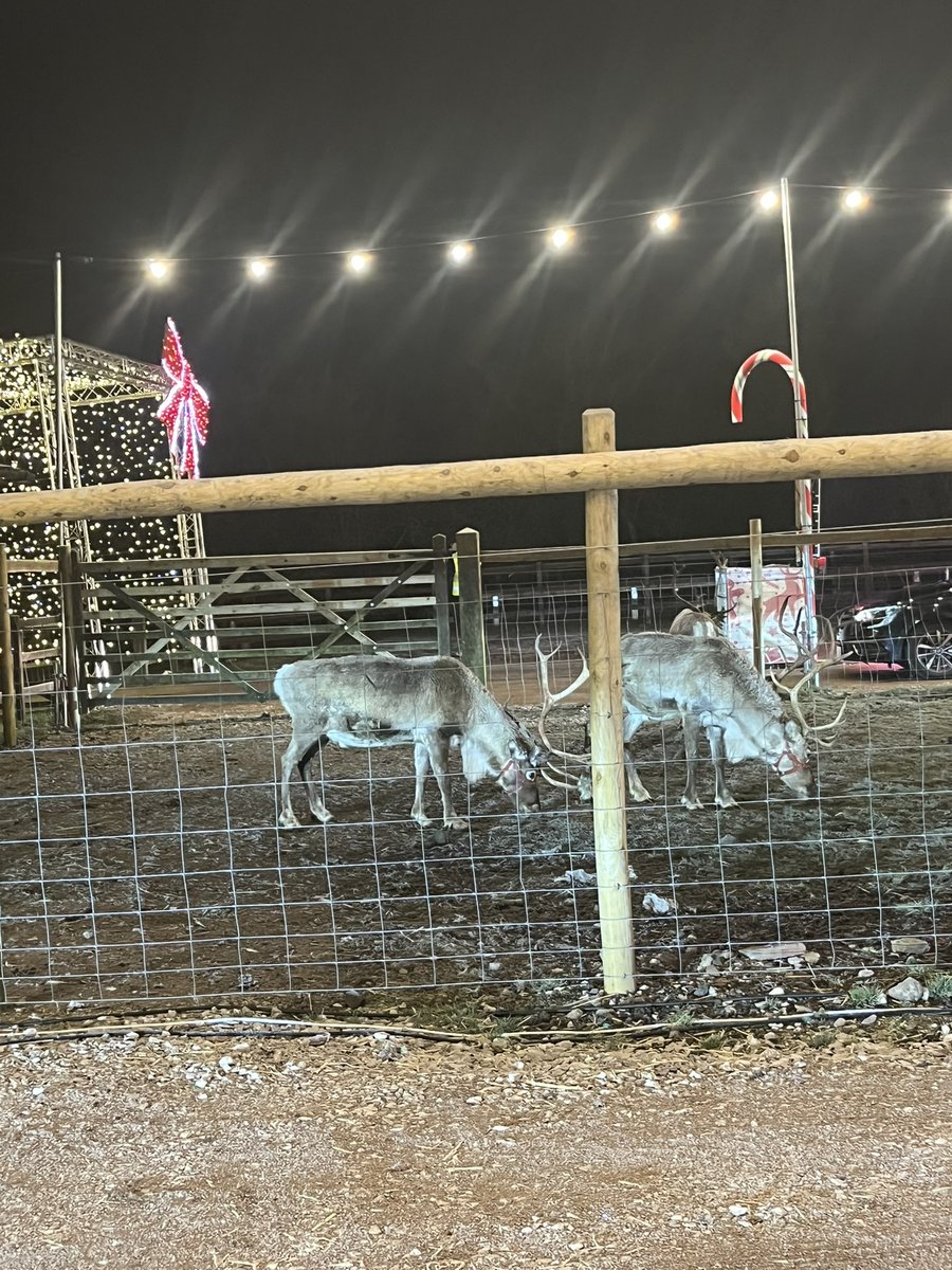 Nadine0786's tweet photo. @PCPSwans Woody had a lovely weekend breakfast with the grinch, reindeer lodge and roasting marshmallows and Carol singing with Santa 🎅🏼 https://t.co/itp7CSwV8R