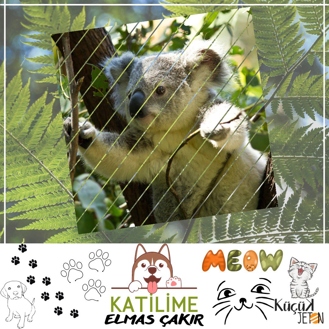 Sevgili Elmas Çakır’ın Aralık sayısında  kaleme aldığı "Katilime" isimli yazısı kucukjeton.com'da yayında.

Link: kucukjeton.com/katilime/

<a href="/elmashera/">Elmas</a> 

#katilime
#pazartesi
#kızçocuklarıokusun
#dergi 
#gündem
#aralık
#hayvanhakları 

Keyifli okumalar.