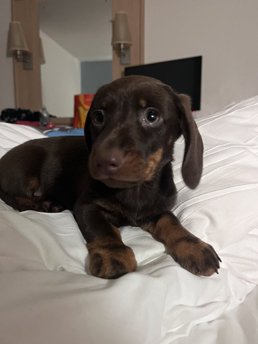 Meet Ralph 💖💙