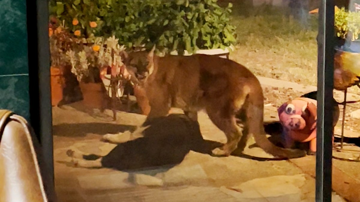 The incident took place last week, when a resident left her sliding glass door open. The homeowners heard a commotion soon after and realized the cougar had targeted their border collie inside the house. bit.ly/3Ph5pAS