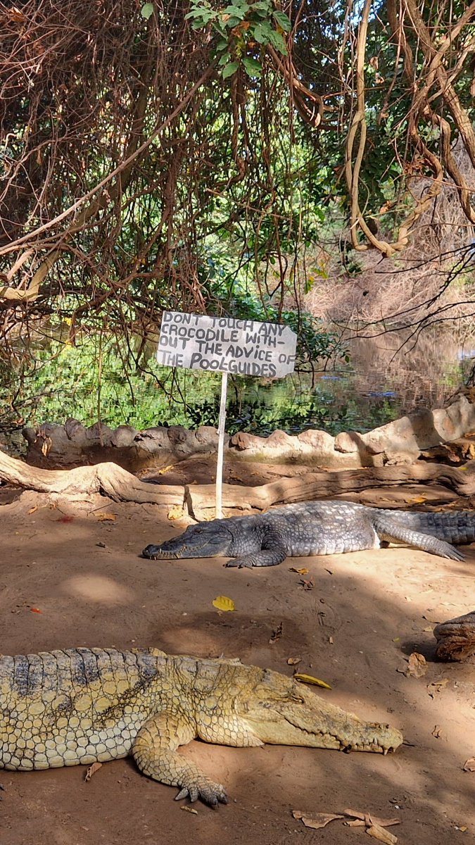 Fabulous start to my #Gambia adventure... beautiful beaches, local markets, Kachikally Sacred Crocodile Pool &amp; so much more #gambiaexperience