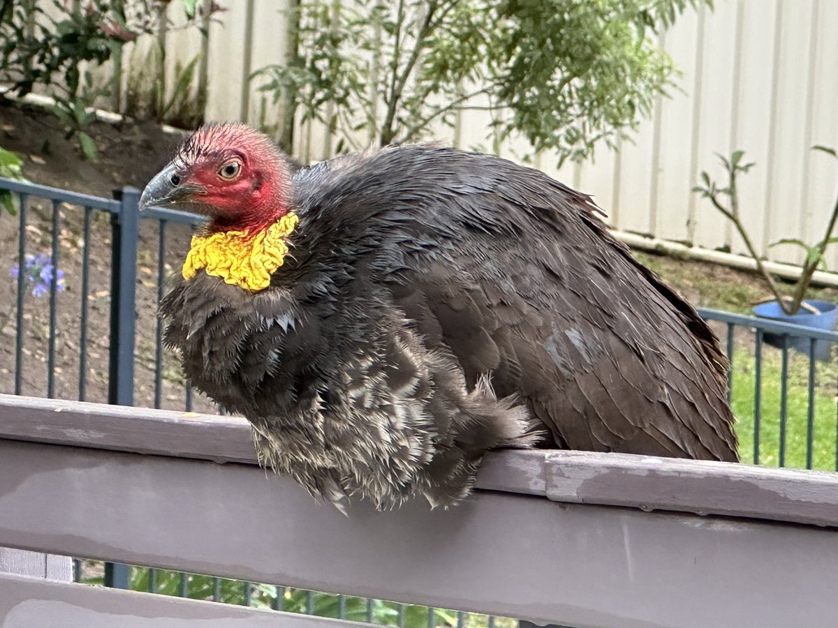 StefanVXR8's tweet image. Meet my resident Brush Turkey that lives in the backyard #BrushTurkey #NSW #Australia
