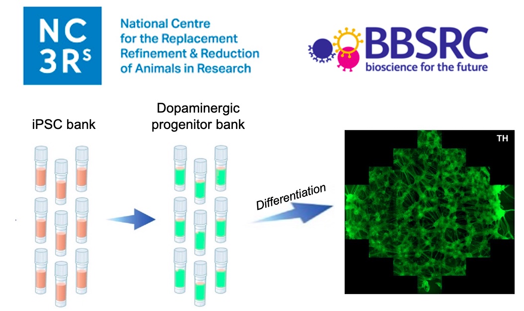 Kunath Lab (@kunathlab) on Twitter photo Very pleased to receive funding from <a href="/NC3Rs/">The National Centre for the 3Rs</a> <a href="/BBSRC/">Biotechnology and Biological Sciences Research</a> <a href="/UKRI_News/">UK Research and Innovation</a> to Establish cryo-bank of iPSC-derived neural progenitors for #neuroscience #Parkinsons community. Thank you to @crm_edinburgh <a href="/SBSatEd/">Biological Sciences | University of Edinburgh</a> <a href="/EdEngBio/">Centre for Engineering Biology</a> @RosserLab <a href="/EBiSC_cells/">EBiSC</a> <a href="/CGTCatapult/">Cell and Gene Therapy Catapult</a> Very pleased to receive funding from <a href="/NC3Rs/">The National Centre for the 3Rs</a> <a href="/BBSRC/">Biotechnology and Biological Sciences Research</a> <a href="/UKRI_News/">UK Research and Innovation</a> to Establish cryo-bank of iPSC-derived neural progenitors for #neuroscience #Parkinsons community. Thank you to @crm_edinburgh <a href="/SBSatEd/">Biological Sciences | University of Edinburgh</a> <a href="/EdEngBio/">Centre for Engineering Biology</a> @RosserLab <a href="/EBiSC_cells/">EBiSC</a> <a href="/CGTCatapult/">Cell and Gene Therapy Catapult</a>