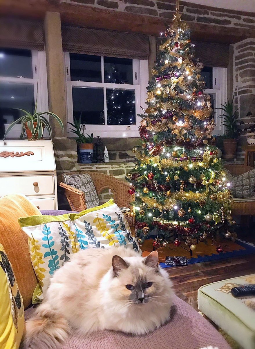 Betty_Boo_Kat's tweet photo. A Christmouse Loaf to welcome in our ChristmasTree 🎄🍞😻🍞🎄 Merry #kittyloafmonday Efurrrybody ✨ https://t.co/6v6NYUYbrT
