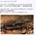 メスしか存在しない単為生殖動物が交尾…？!レズビアン・リザードが存在する…