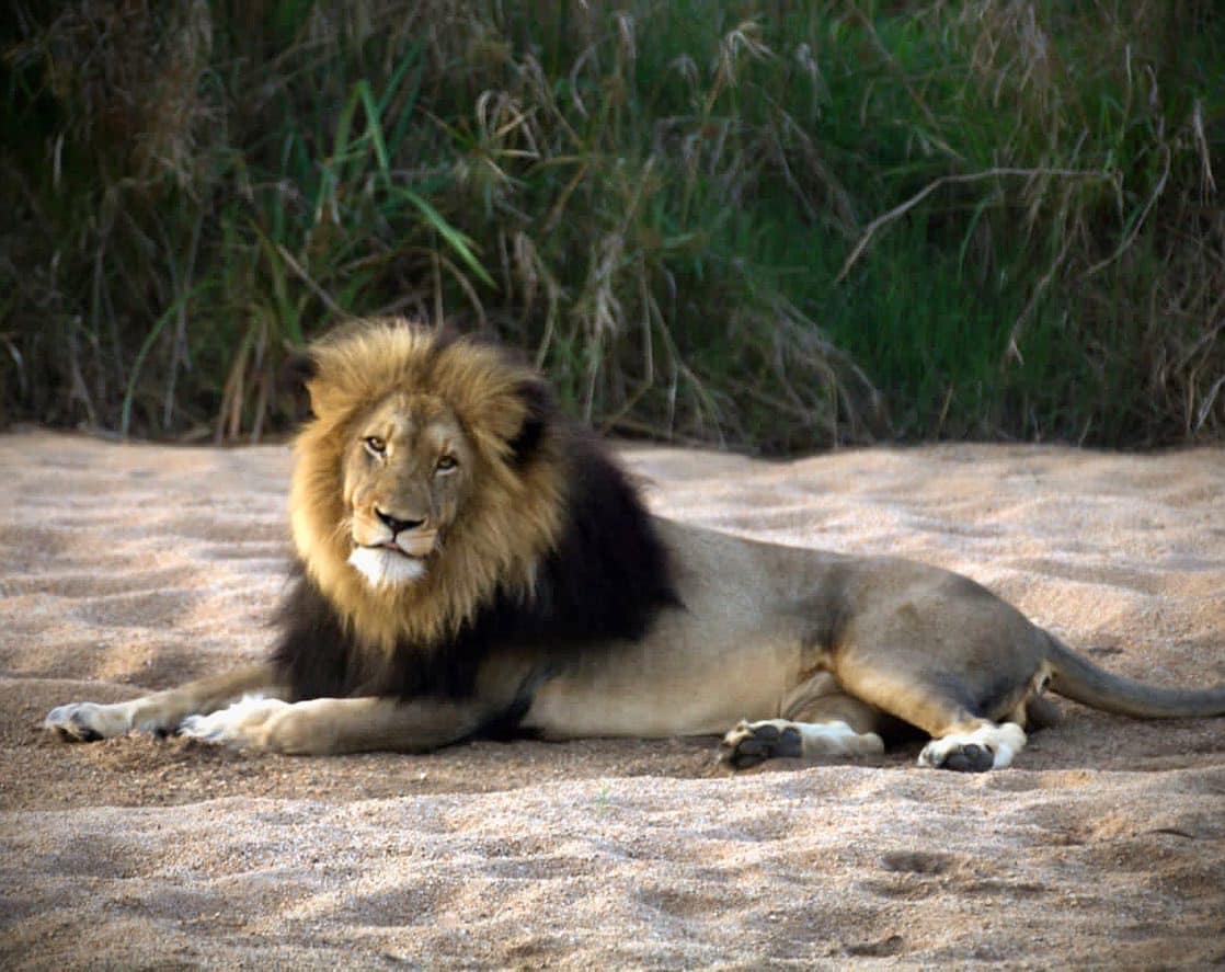 We are thrilled with the photographic progress Field Guide: Sondy Mothole has made this year. 
Having only started as an amateur this year, he is becoming an impeccable photographer and we look forward to more beautiful memories being shared by him. 
Senior Field Guide : Sondy M