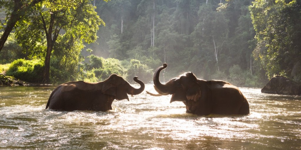 carrierholidays's tweet image. What could be more exciting than whisking the whole family away to the best Thailand has to offer? Curated for the culturally curious, our 'Eat, play &amp;amp; explore' journey takes in the country's bustling capital, natural wilderness and chilled-out beaches. bit.ly/3BeGgRM