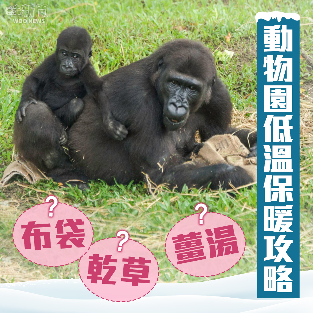 哇woo～生活新聞／ 動物園低溫來襲的保暖攻略：布袋、乾草、薑湯，而動物都愛的秘密武器是這個！ 觀看文章👉https://t.co/XKVlI5NUkQ 投訴爆料👉https://t.co/QrzC7puSuv IG👉https://t.co/6Bnt67