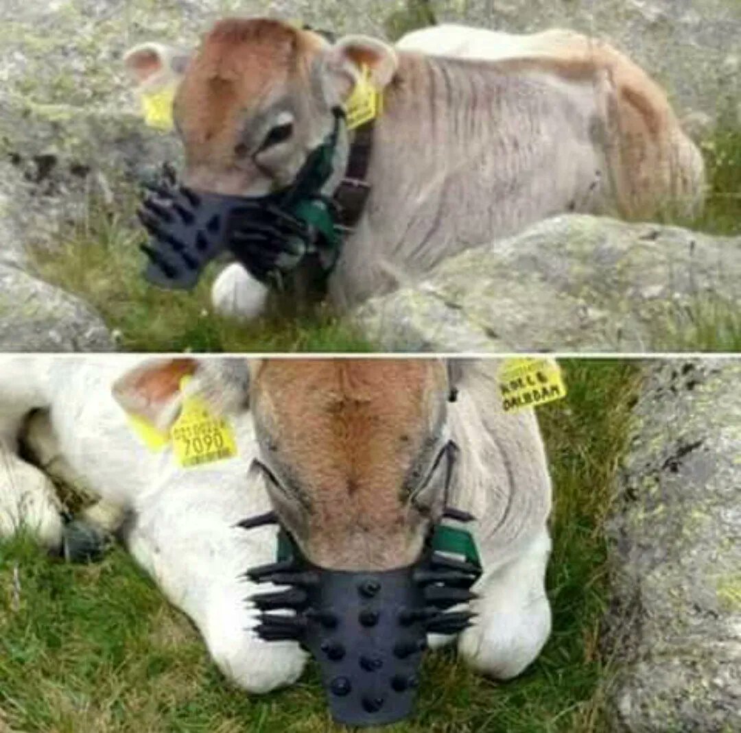 This is a spiked mouth block. 😱

It's designed to wean the calf by being so painful for the mother cow that she'll push her baby away to avoid the pain.

The welfare of farm animals in today’s industrialized system is a disgustingly low priority. 💔
