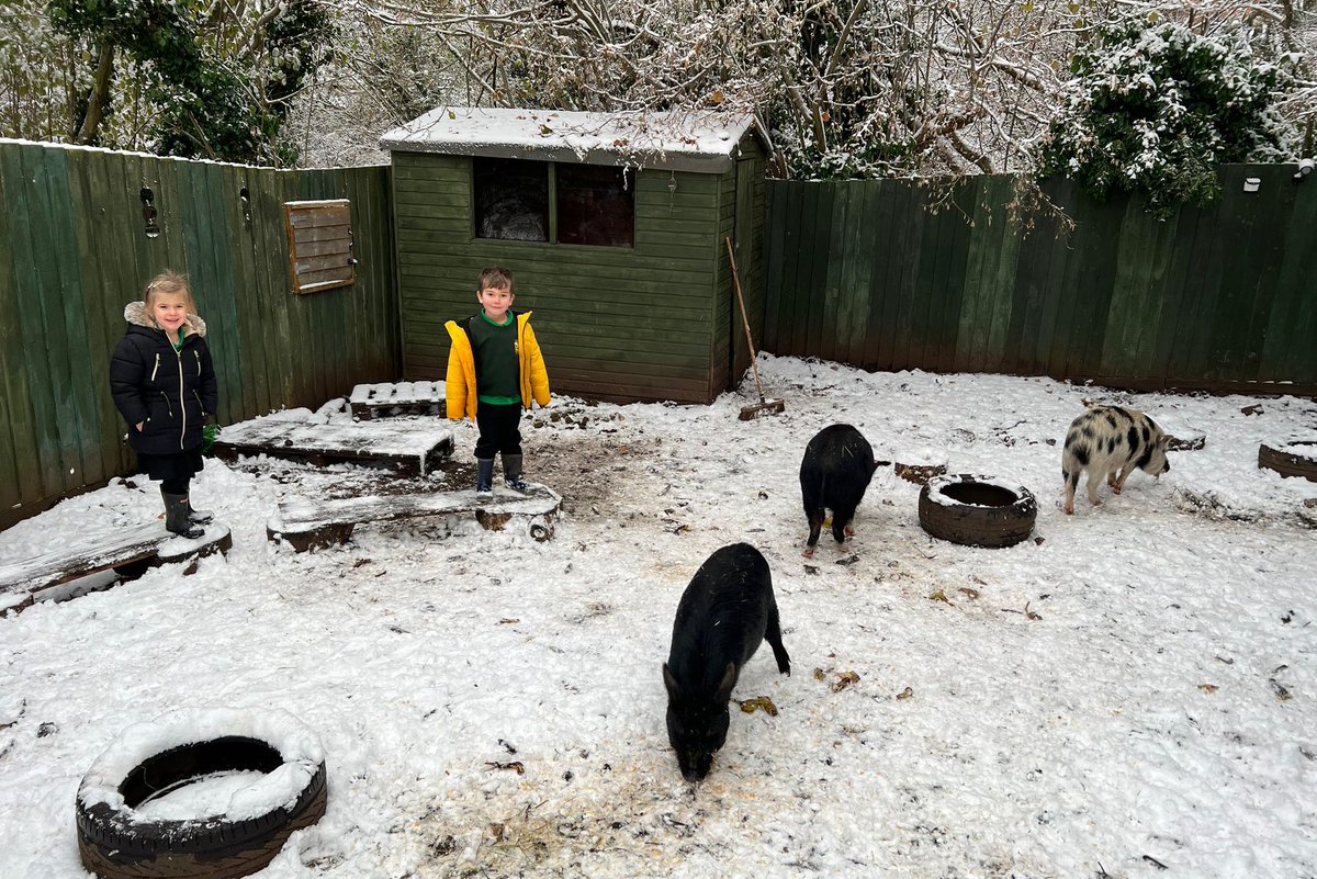 WatersidePigs's tweet photo. Snow Pigs! We should be on a Christmas card! βοΈβοΈπ₯Ά#snowpigs #snowday https://t.co/68nblY0VtK