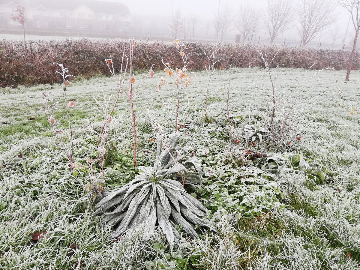 The frosty Balbriggan Pocket Forest seems ok 🥶 Hang in there buds