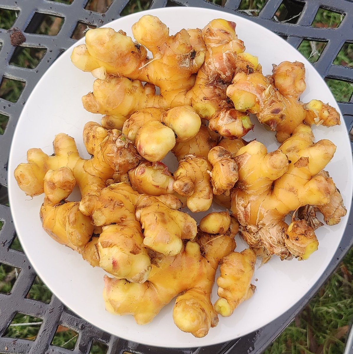 This 850g of ginger grown in a bucket in one square foot of rural Lincolnshire with no artificial heat. We use a lot of ginger in both sweet &amp; savoury dishes and it's great to know that we don't need to import from China or Peru AND can save a lot of money!

#growyourown #garden