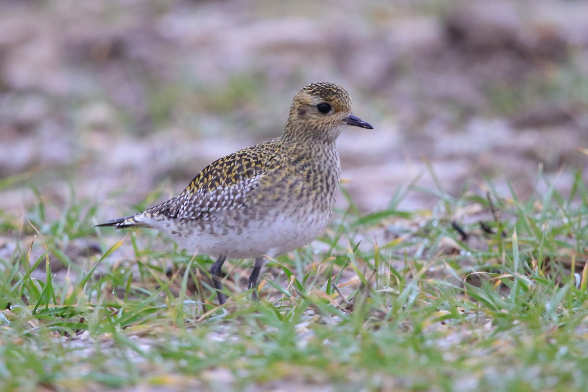 Ralph Simpson (@ralphsemps1) on Twitter photo I was pleased to see that 29 Golden Plovers were still at Goring Gap this morning but most departed with another flock that flew over. At least 7 remaining when I left. Quiet otherwise with birds on the sea rather distant and the usual waders on the beach. <a href="/worthingbirding/">Worthing Birding and Wildlife</a> I was pleased to see that 29 Golden Plovers were still at Goring Gap this morning but most departed with another flock that flew over. At least 7 remaining when I left. Quiet otherwise with birds on the sea rather distant and the usual waders on the beach. <a href="/worthingbirding/">Worthing Birding and Wildlife</a>