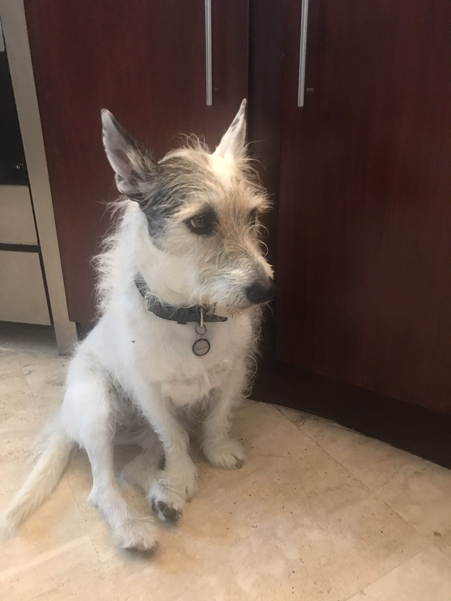 Do Dogs Feel Static Electricity