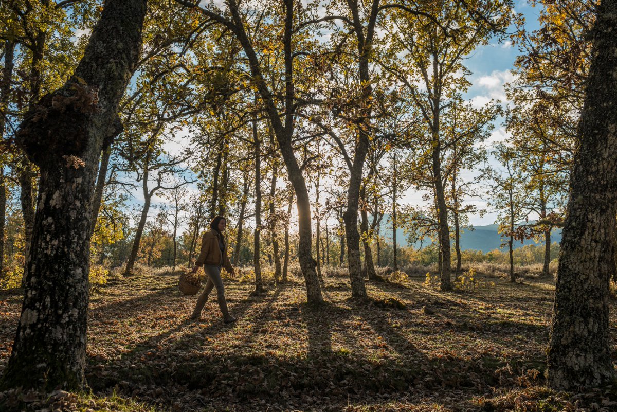 Todavía puedes aprovechar el espectáculo de color que ofrece la provincia de Salamanca en esta época del año disfrutando de las actividades del programa 1.000 otoños de Salamanca en Bandeja.

📍 Coge la agenda y anota: