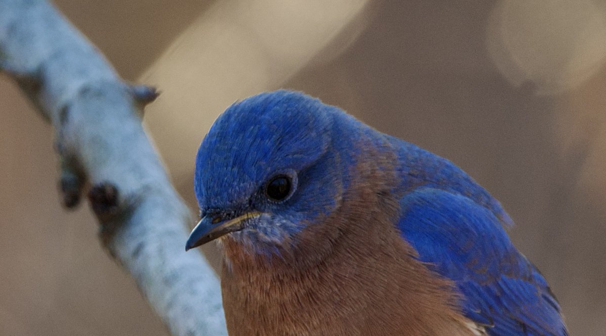 RoppityPhotos's tweet photo. Original Edit vs. Grain Edit.
The Grain Effect doesn’t work well on all photos but I pick and choose and I think it works well on both in this case. Agree or Disagree?
#Grain #Edit #EditingFun #BlueBird #Birds https://t.co/LZEs1u4srA