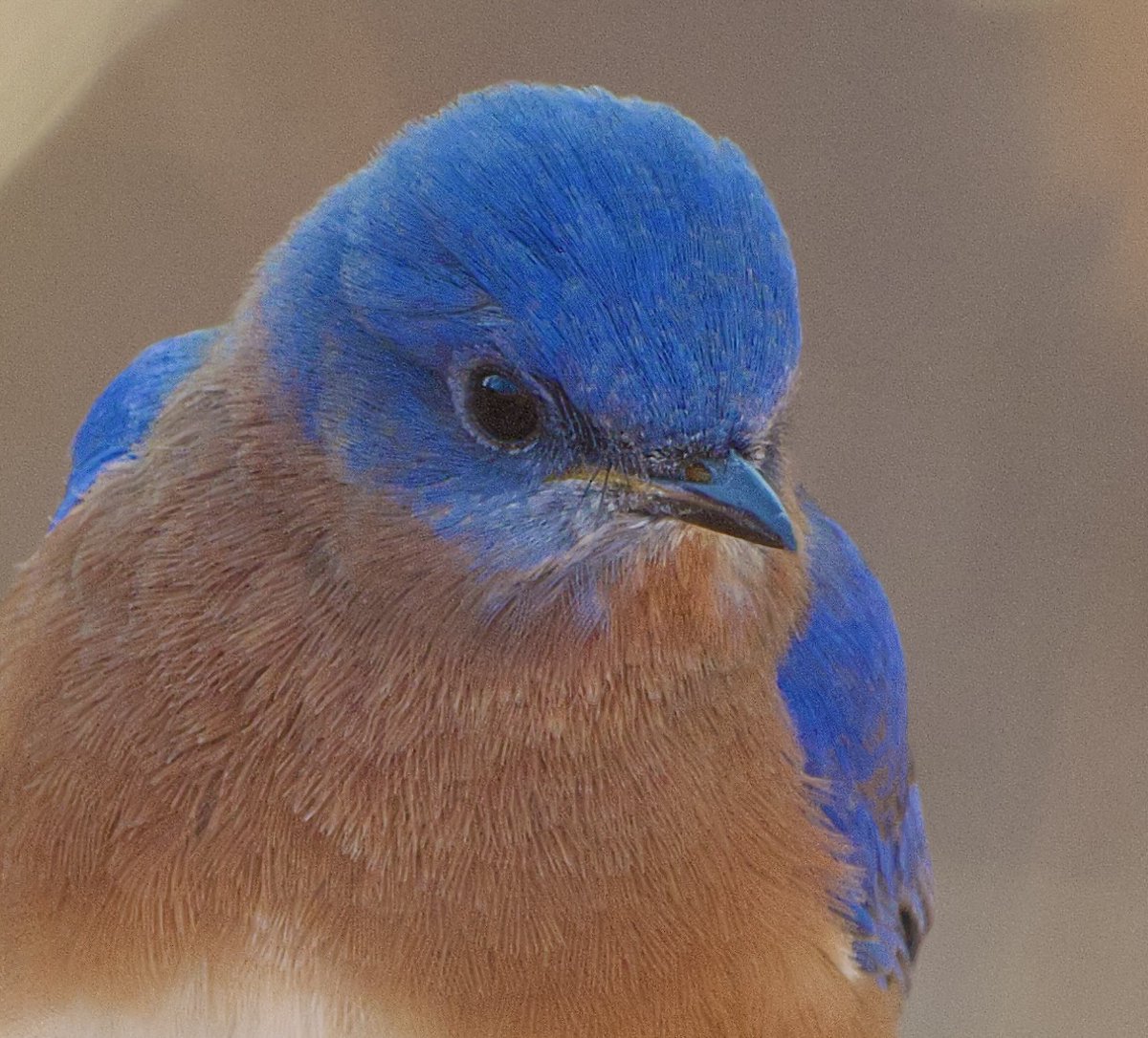 RoppityPhotos's tweet photo. Original Edit vs. Grain Edit.
The Grain Effect doesn’t work well on all photos but I pick and choose and I think it works well on both in this case. Agree or Disagree?
#Grain #Edit #EditingFun #BlueBird #Birds https://t.co/LZEs1u4srA
