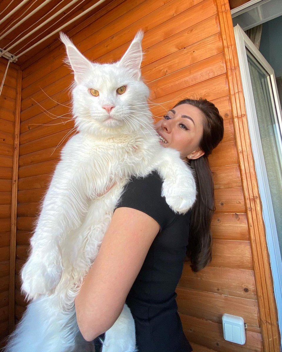 delpynews's tweet photo. ▶️ MICHIII | 😍🐱​

🐱​Kefir es uno de los gatos más grandes del mundo.

👉Es de la raza "Maine Coon", una de las razas de gato con mayor tamaño.

​🇷🇺​ Vive en Rusia y en apenas 2 años ya pesa como un niño pequeño. https://t.co/SsRxHj0kZh