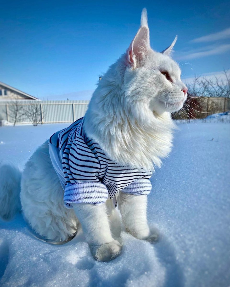 delpynews's tweet photo. ▶️ MICHIII | 😍🐱​

🐱​Kefir es uno de los gatos más grandes del mundo.

👉Es de la raza "Maine Coon", una de las razas de gato con mayor tamaño.

​🇷🇺​ Vive en Rusia y en apenas 2 años ya pesa como un niño pequeño. https://t.co/SsRxHj0kZh