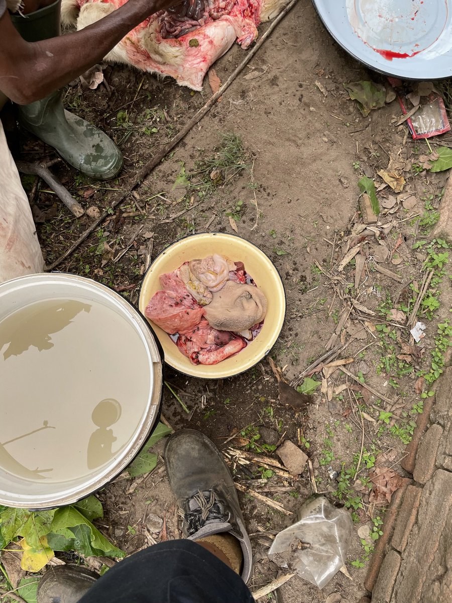 ScrubbsFarm on Twitter "We don’t just breed but slaughter them for