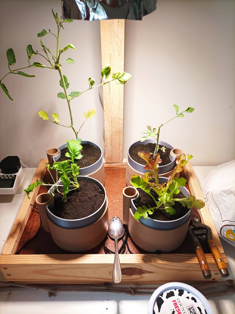davebeckymaf's tweet photo. Things are going well in the pursuit of Lettuce. Had a few fail to grow, to much "sunlight" and water, with some crazy tall tomato plants need adjustment, but its starting to look like good progress!
Dave https://t.co/Z1QySk46W0