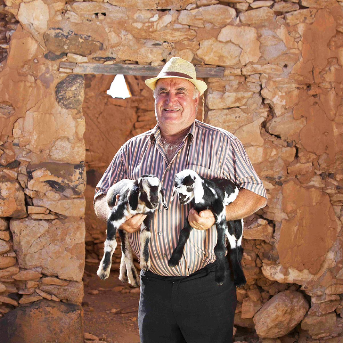 maxoratacheese's tweet photo. La cabra majorera es una raza única adaptada al entorno volcánico y árido de nuestra isla.
#quesoscanarios #quesomajorero #quesosdop #maxorata #MaxorataCheese #elautentico #quesocanario #quesosdecabra #quesolechedecabra https://t.co/QYc4uceGLy