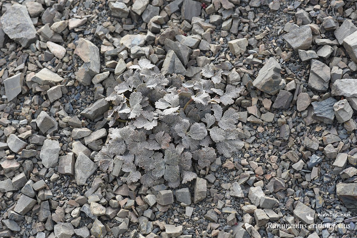 Wenbo77's tweet photo. Some plants developed a special #camouflage tactic to match their colour with the surrounding environment to stay invisible to their predators/herbivores, this is called #crypticcolouration. Like this Ranunculus crithmifolius on the alpine scree of Mt. Hutt New Zealand. https://t.co/KqiDqT0GWJ