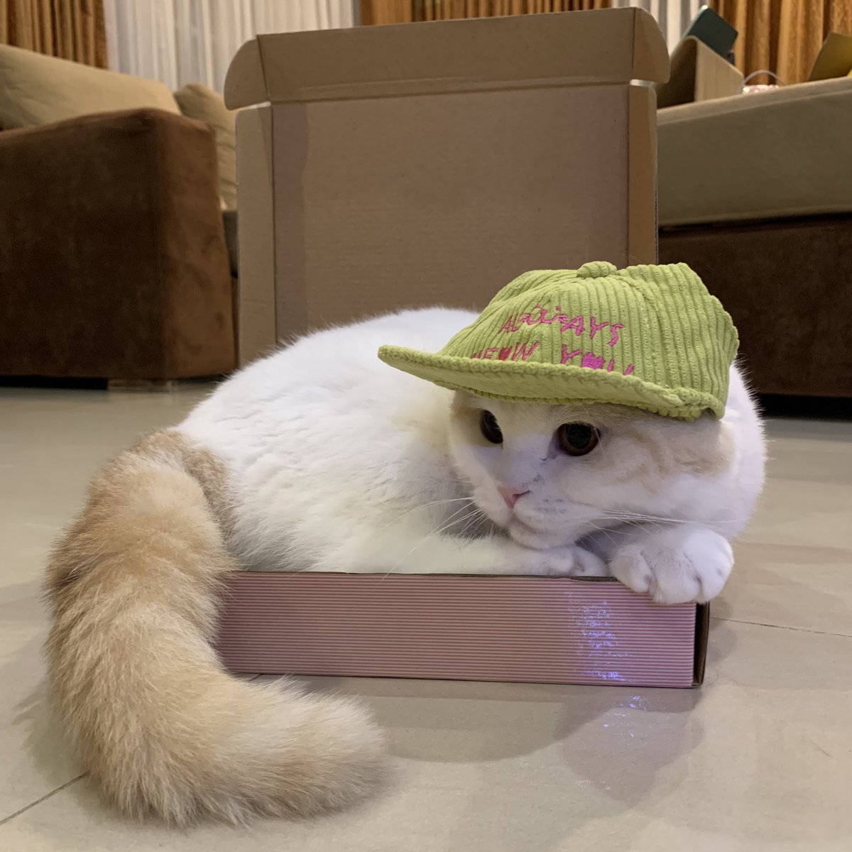 มัฟฟินเด็กส่งพิซซ่าครับผม เมี๊ยว🐱