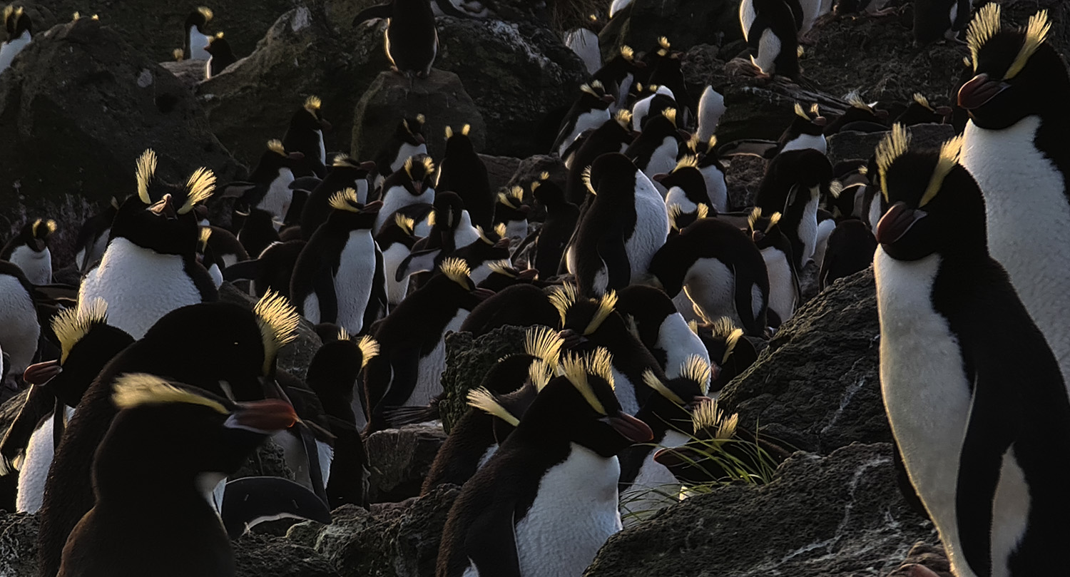 シュレーターペンギン - Search / X