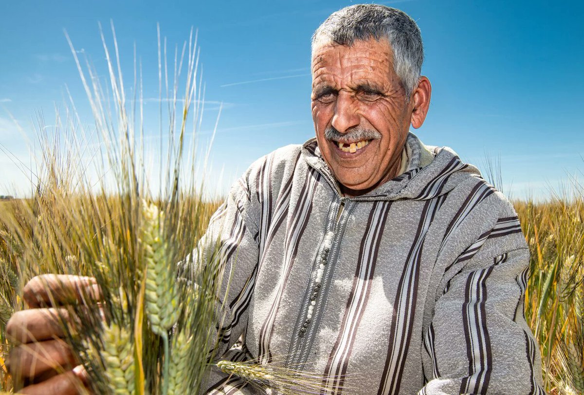 Wheat Initiative tweet media