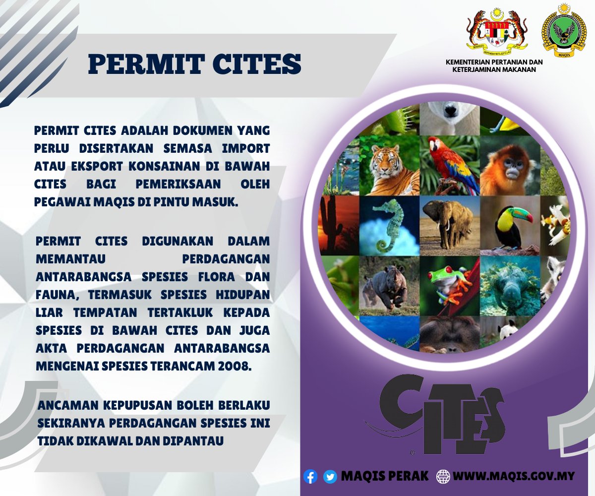 MaqisPerak's tweet photo. Konvensyen Perdagangan Antarabangsa Spesies Fauna dan Flora (CITES) berperanan untuk mengawal perdagangan antarabangsa haiwan dan tumbuhan yang disenarai oleh CITES bagi memastikan kemandiriannya habitat semulajadi tidak terancam. 

#MAQISMalaysia
#penguatkuasaanberintegriti https://t.co/v1lNULgTt1