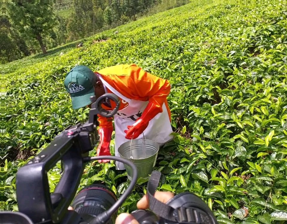 niviaralimited's tweet photo. Reduced yields in the tea and coffee sector tied to Climate Change in Kenya and particularly in tea and coffee growing zones -Rainforest Alliance an International NGO cushioning farmers in Kenya against the vice.Don't miss out on March 3 2023 at KICC Nairobi.#ClimateChangeSummit https://t.co/xN0cxh8s2o