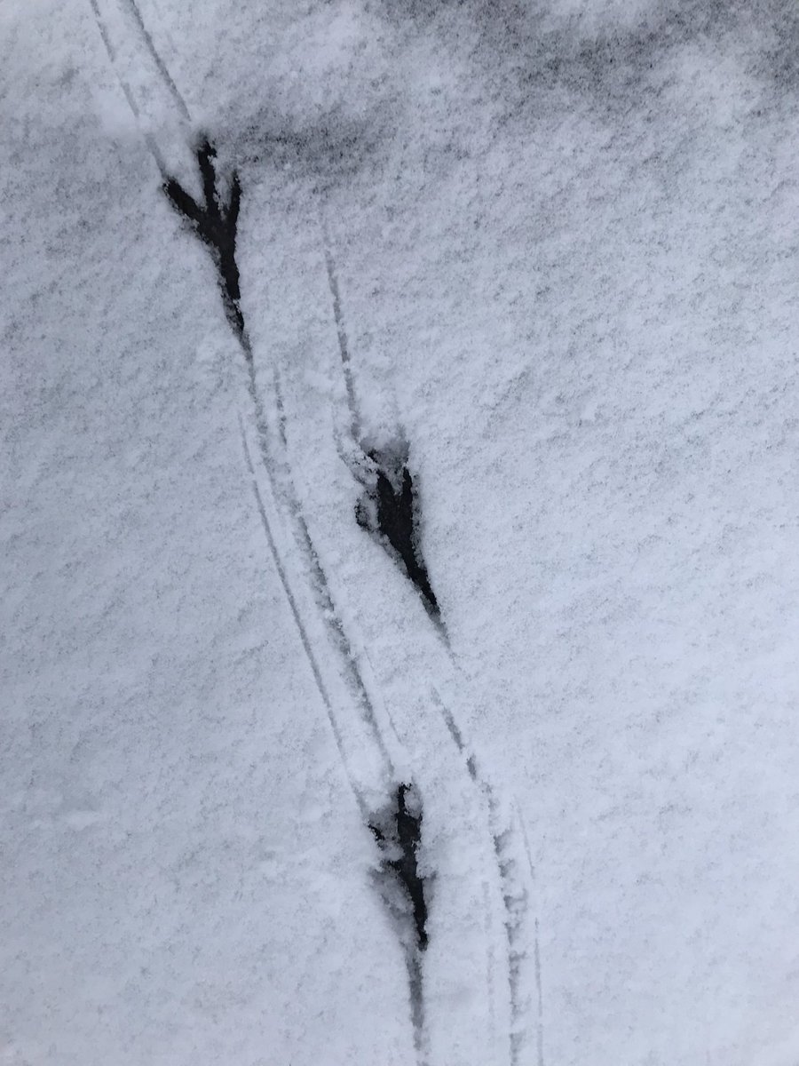 ScrubsWild's tweet photo. Snow gives us the opportunity to study some animal tracks on the Scrubs! Can you figure out who left the tracks in these pictures? #tracking #wormwoodscrubs #biodiversity #wildlifeconservation #ecology #idverde #rspb https://t.co/sZt4oNWV7v