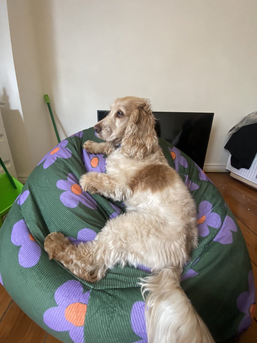 alice the dog tweet media