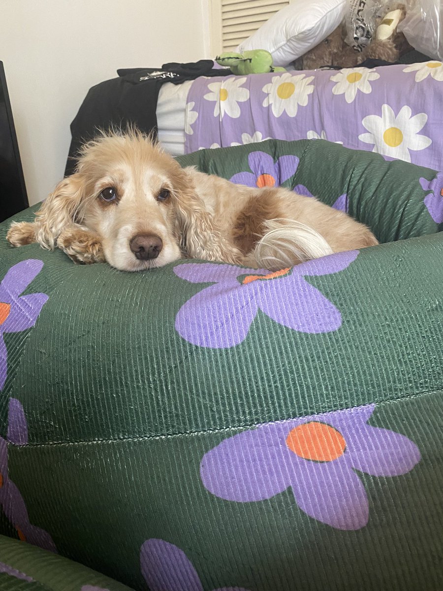 alice the dog tweet media