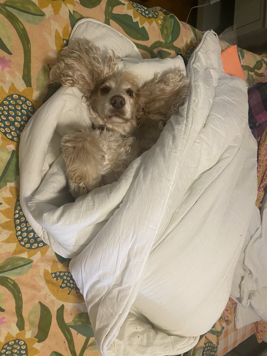 alice the dog tweet media
