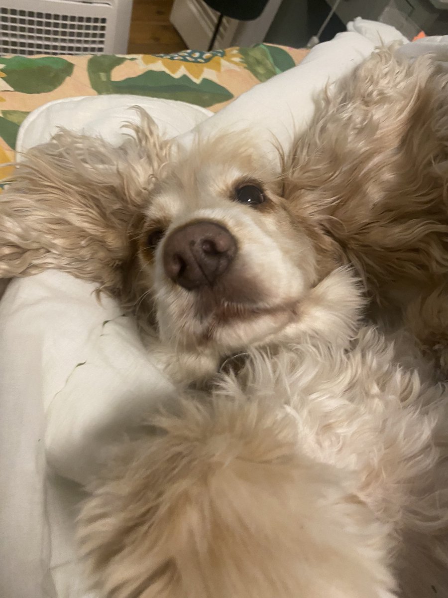 alice the dog tweet media