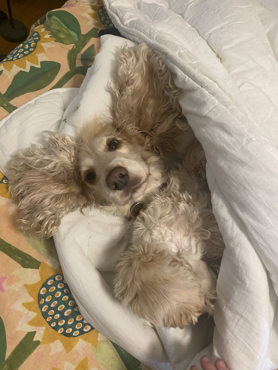 alice the dog tweet media