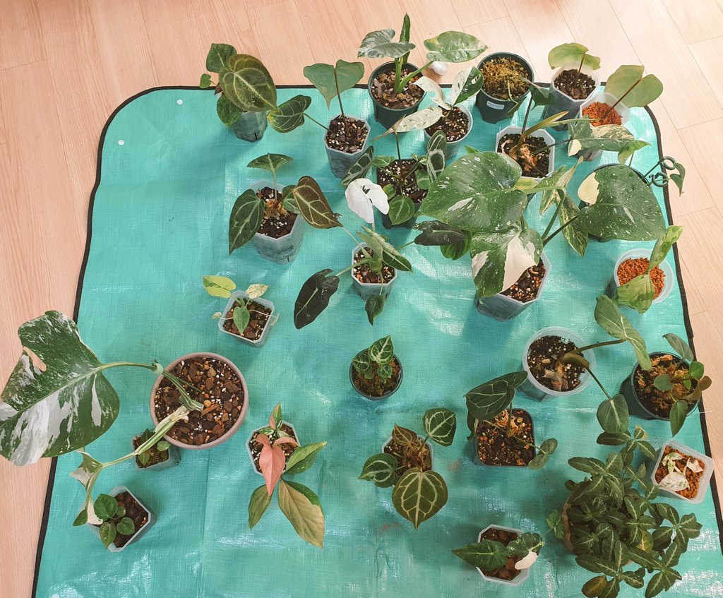 생각난 김에 칼슘뿌려줌
다 꺼낸 것도 아닌데 많다 ㅎㅎ
식물 많이 늘었네