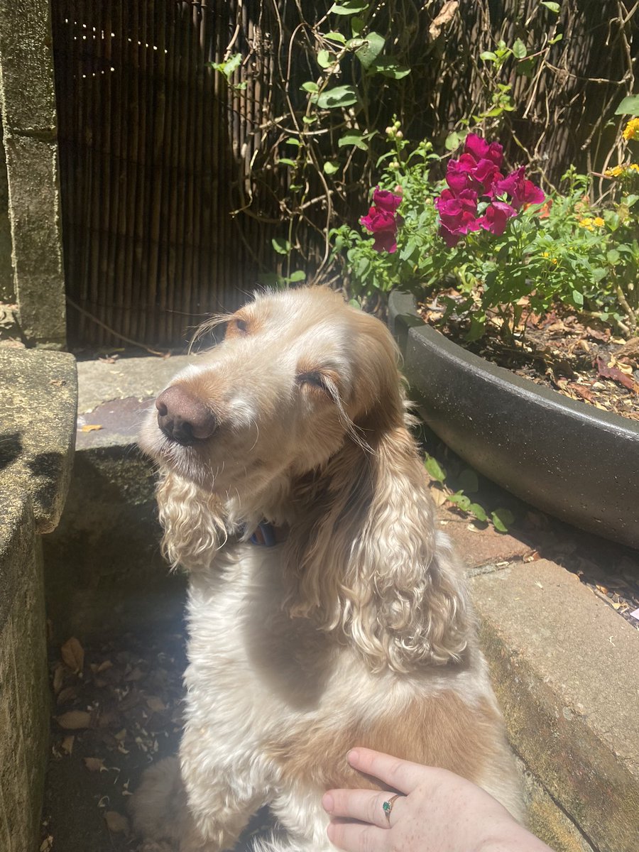 alice the dog tweet media
