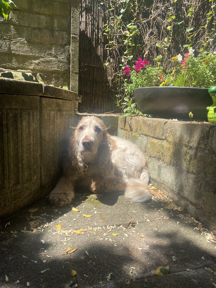 alice the dog tweet media