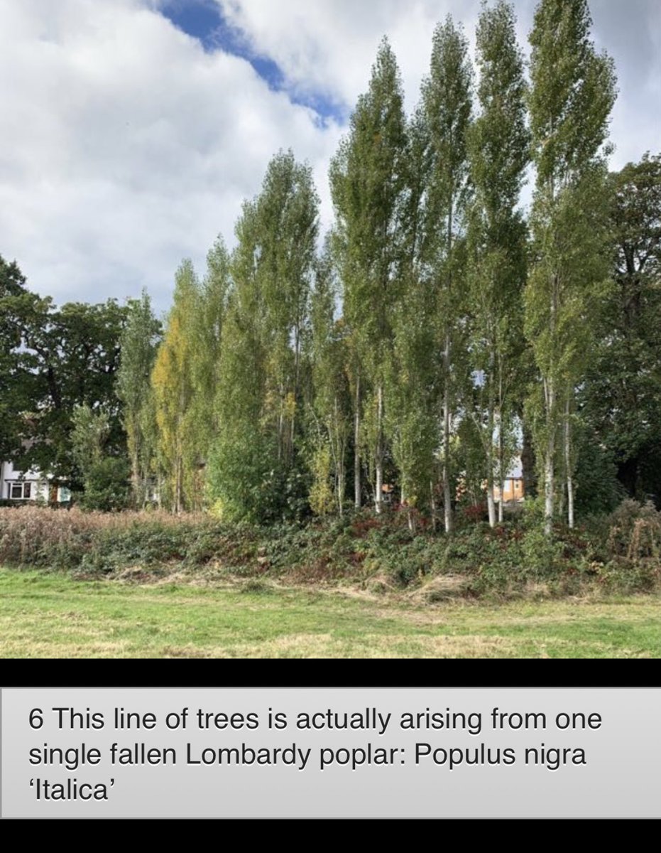 TiCLme's tweet photo. Sometimes, as here @highburypark, a short straight line of trees means they’ve grown from a fallen ‘parent’
https://t.co/xyWLXPmx1g https://t.co/YR3yXiPI8x