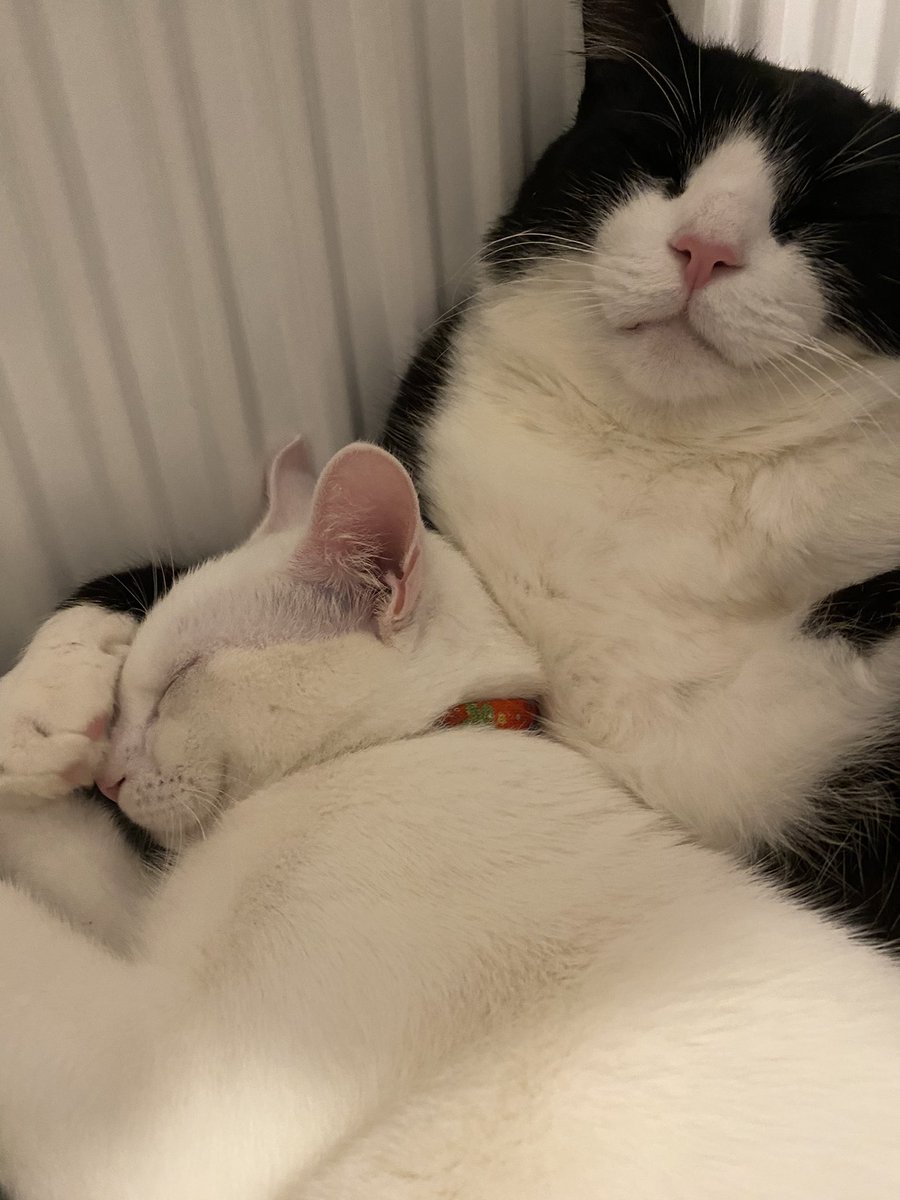 Bis uyanamadımk bugunn #MondayMood #CatsOfTwitter