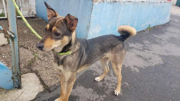 JAMES SERA CONDUIT LE 12 décembre PR EUTHANASIE PERSONNE NE PEUT PLUS LE GARDER
VITE FA/ADOPTANT dans le 45 Berger de 2 ans castré ne s'entend pas avec males uniquement qqs femelles
Contact 06 22 34 20 16 ou 06.15.76.89.79 
Texto si pas de réponse