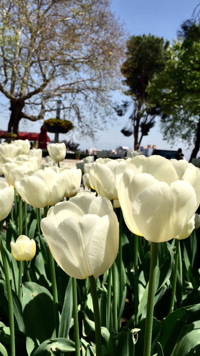 Şu meydâna niçindir bu geliş
etdinse ger tahkîk
Bütün ef’âlini eyle
Kitâb’a Sünnet’e tatbîk

“GÖNÜL YIKMA, GÖNÜL YAP”
cins ü mezheb etmeyip tefrîk

Sakın bir dîdeyi ağlatma
handân olmak istersen
Dokunma hâtır-ı mûra
Süleymân olmak istersen

#Fennî

#TophâneMeydanından 📸