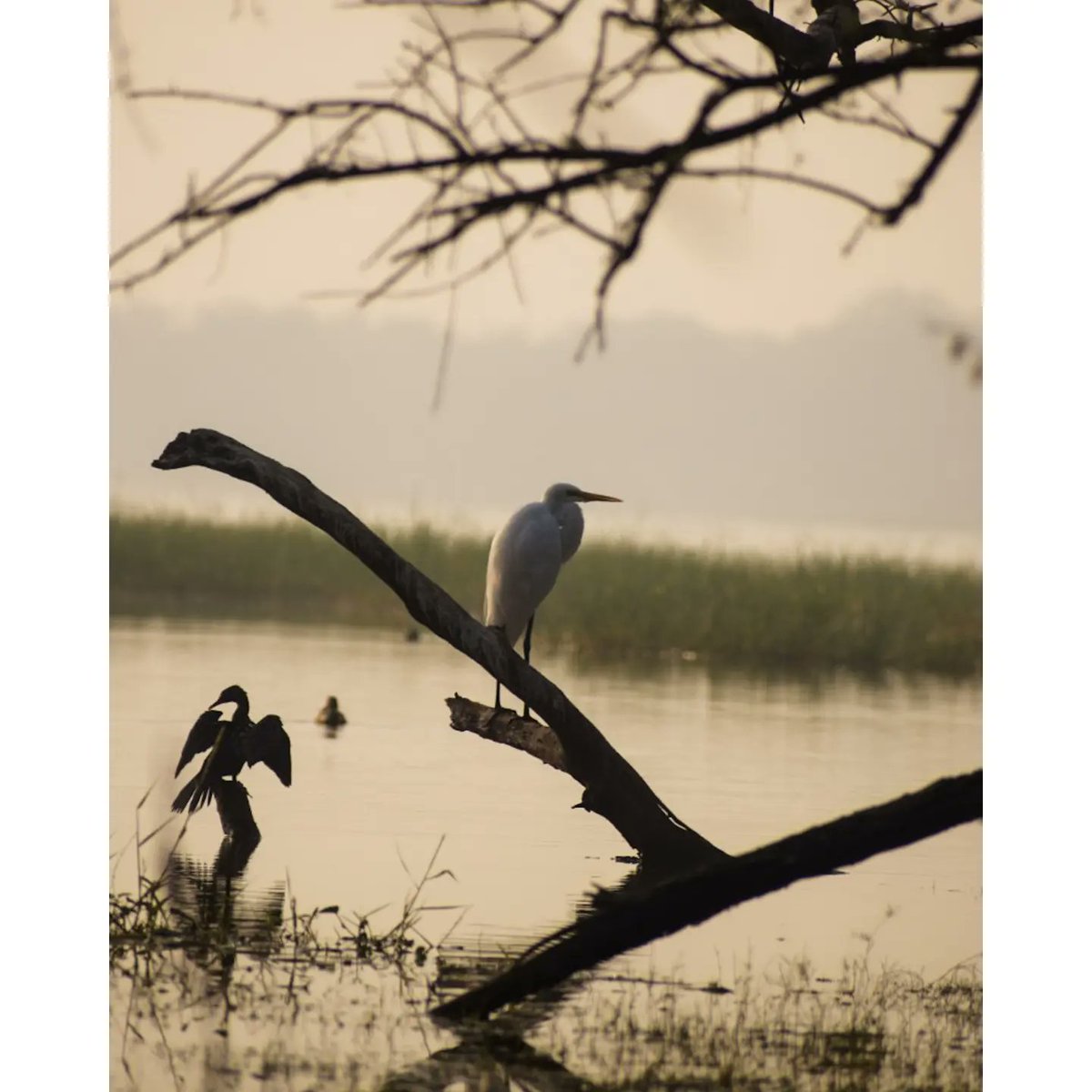 Dharmeshjraval4's tweet photo. 1. Ruddy Shelduck 
2. Egret 
3. Eurasian Moorhen 
4. Graylag Goose 
#BirdsSeenIn2022 #BBCWildlifePOTD #ThePhotoHour #TwitterNatureCommunity #IndiAves #naturelovers #BirdTwitter #IndianBirds  #PhotoOfTheDay #Discoverwildlife #PhotographyIsArt 
@SanctuaryAsia @NatureIn_Focus https://t.co/G6GOLbZ8VI
