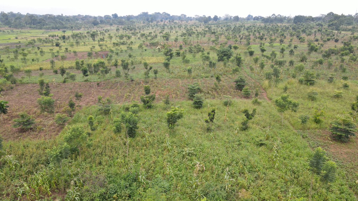 UegclOfficial's tweet photo. Below is a section of the 40,000 trees that have so far been planted in the #Isimba reservior area. We intend to plant an extra 100,000 trees. As a responsible business owner, @UegclOfficial seeks to mainstream its environmental stewardship across all its areas of operations. https://t.co/Va8MQxEGia