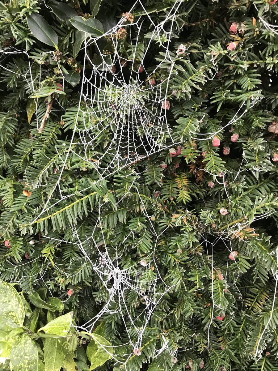 We only had a dusting of snow yesterday but the frost made things look very beautiful! ❄️